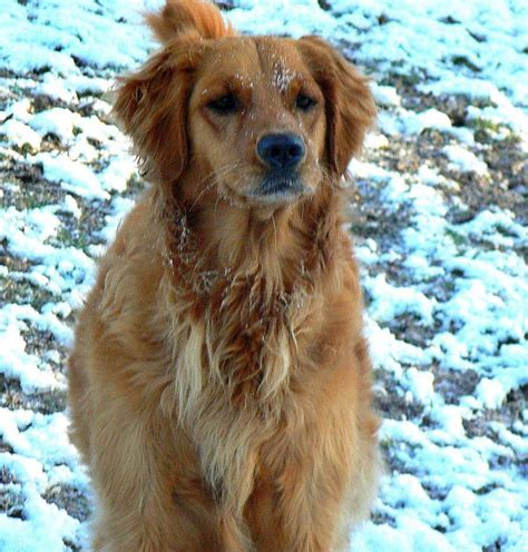Its Snow Golden Retriever Animals Pup