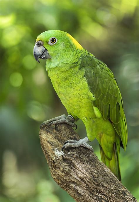 Green Parrot By Andy Butler 500px Pet Birds Parrot Amazon Parrot