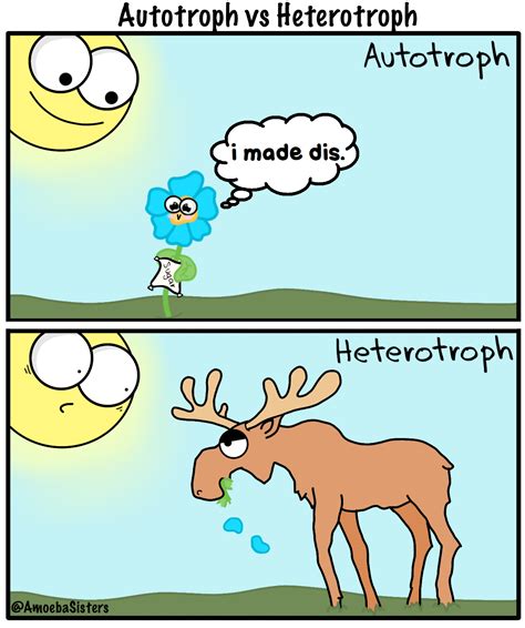 Sometimes Youre The Autotroph Sometimes Youre The Heterotroph The