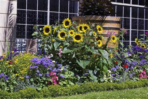 20 Backyard Sunflower Garden Ideas