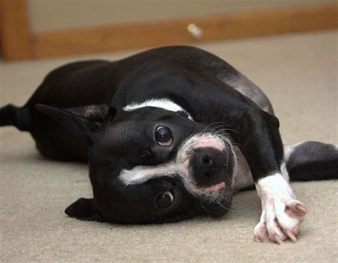 We are most familiar with the rough or longer coat. Best 25+ Boston bull terrier ideas on Pinterest | Boston ...