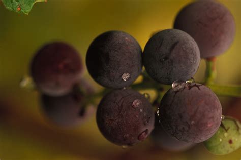 We have made no pectin jelly for years but this was by far the best method we have found. Grape Seed Extract | NCCIH