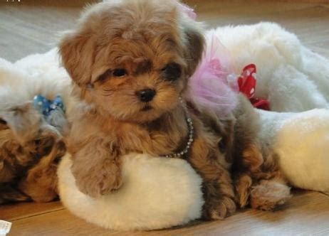 Boutique designer pet supplies for the pampered pet. Tiny Tea Cup Maltipoo Puppies!! for Sale in Houston, Texas ...