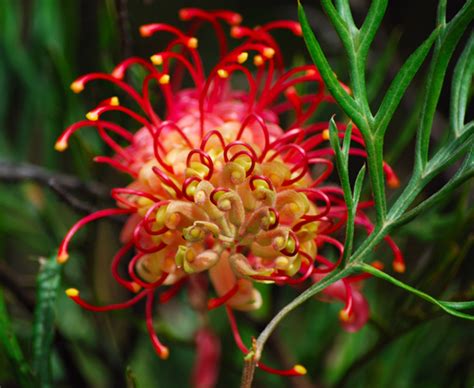 Australian Native Plants Gardening Australia Guide
