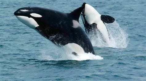 Orcas Recorded Hunting And Eating The Worlds Largest Animal The Blue