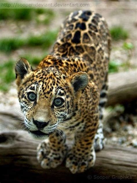 Jaguar Cub Cats Meow Pinterest
