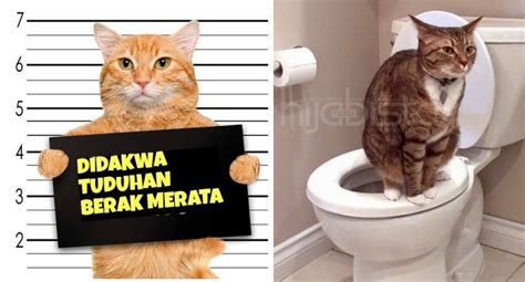 Selain itu, kekotoran kotak najis atau tempat pasirnya turut. Sebelum Anda Dakwa Kucing Kesayangan, Ini Cara Mudah Nak ...