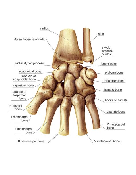 Wrist And Metacarpus Bones Photograph By Asklepios Medical Atlas Fine