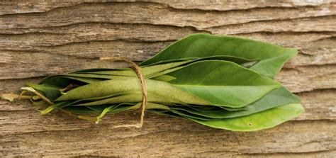 Gambar daun obat asam urat. Cara Membuat Obat Asam Urat Dari Daun Salam - Kreatifitas ...