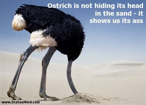 Ostrich Is Not Hiding Its Head In The Sand
