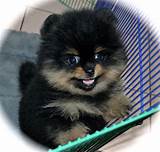 Pomeranian Puppies for Sale | Dee Dee's Pomeranians