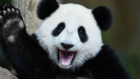 Pourquoi Les Pandas Gants Aiment Se Couvrir De Caca De