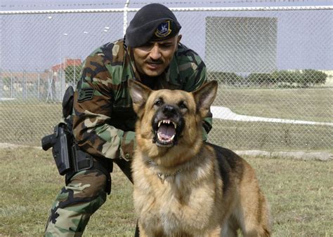 Heroes That Protect Our Heroes Military Working Dogs Military Dogs