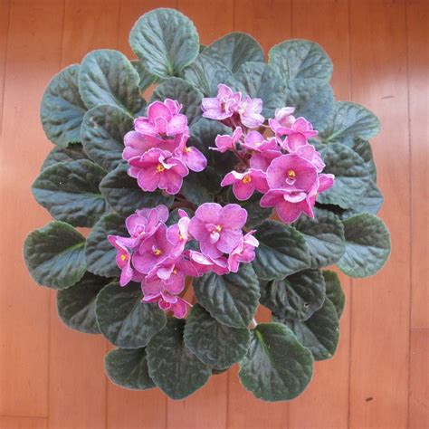 Five Tips For Easy African Violets Houseplants Now African Violets