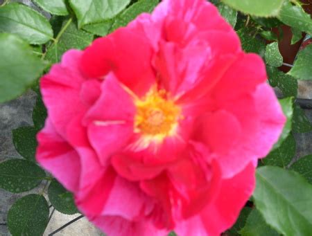 2 more photos view gallery. Rose Moderne Bicolori, Screziate e Particolari | Glorio Rose