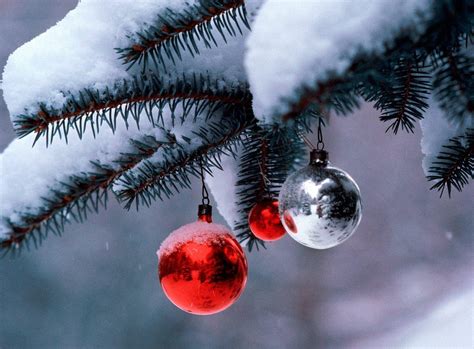 Wallpaper Snow Winter Branch Ice Frost Spruce Christmas