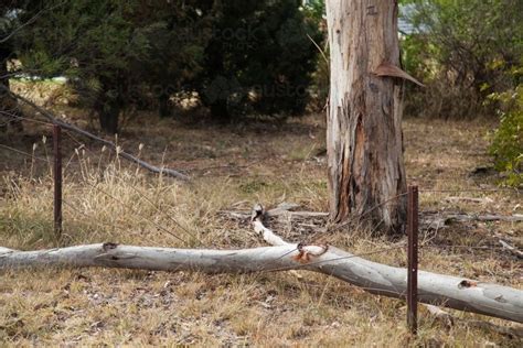 Image Of Gum Tree Branch Fallen On Old Rusty Country Fence Austockphoto