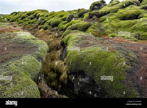 Mossy Green Lava Fields Of Southern Icelands Eldraun Lava Field Stock
