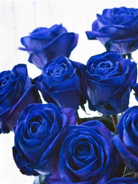 Exploring The Spiritual Significance And Symbolism Of Blue Roses