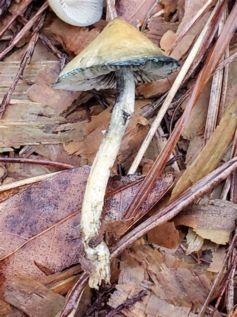 read if new to hunting cubensis - Mushroom Hunting and Identification