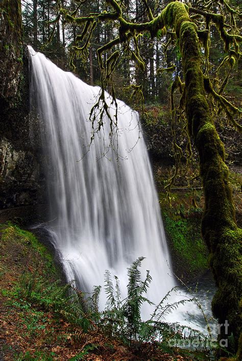 Forest Falls Waterfall In The Silver Falls State Park In Oregon