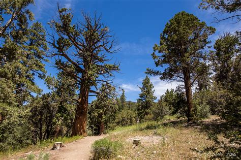 The Woodland Trail San Bernardino National Forest California