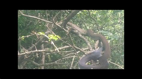 Black Mamba Rescued From A Slender Mongoose 11 03 20222 Youtube