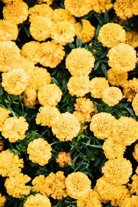 Field Of Marigold Flower Aesthetic Nature Photography Flowers