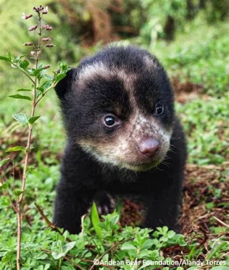 Andean Bear Cub Sometimes Known As The Spectacled Bear Spectacled