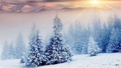 Wallpaper Pemandangan Hutan Salju Musim Dingin Embun Beku