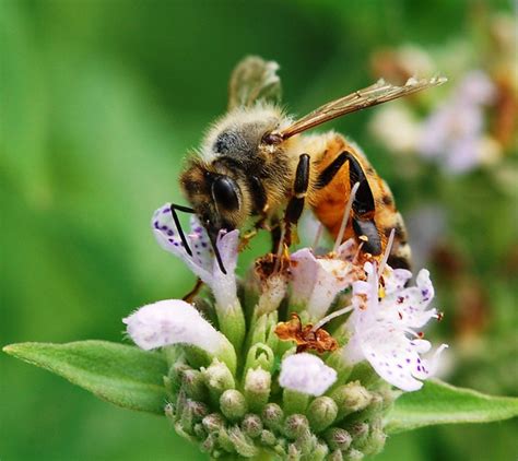 Honey Bee On Mountain Mint Flickr Photo Sharing