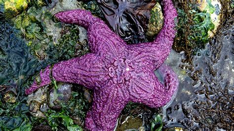 Ochre Sea Star