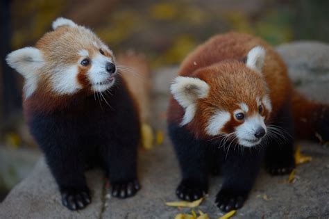 15 Remarkable Red Panda Facts