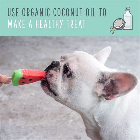 Coconut Oil For Dogs A Natural Remedy For Pet Health