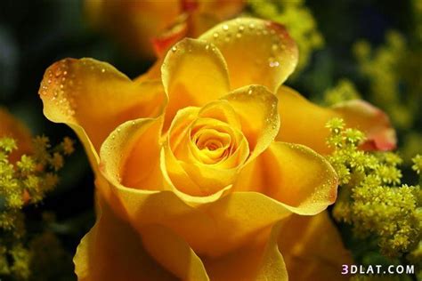 صور ورد اصفر رائعه2023صور ورود صفراء جميله 2023اجمل الورد الاصفر ريموووو