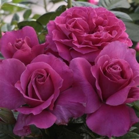 Buy Pretty Lady Rose Online Chamblees Rose Nursery