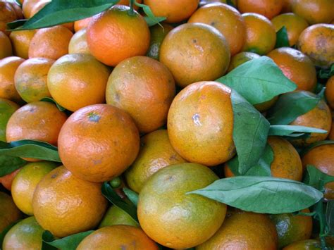 Mengutip situs wisata bali rabu 23 5 2012 anggur yang dihasilkan indico adalah yang terbaik di pulau bali. Caraka Purwo Wibisono: Mengenal manfaat dan khasiat buah ...