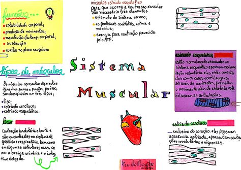 Curiosidades Do Sistema Muscular