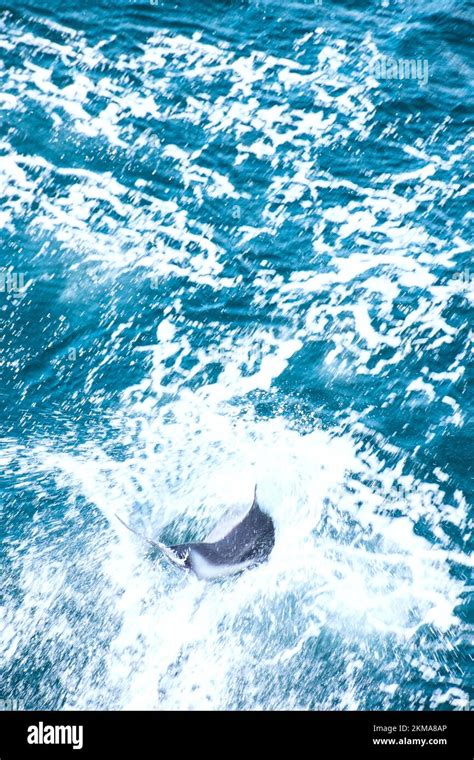 An Hourglass Dolphin Lagenorhynchus Cruciger Jumps In The Boat Wake