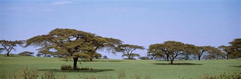 Kenya View Of Trees In Flat Grasslands Photograph By Panoramic Images