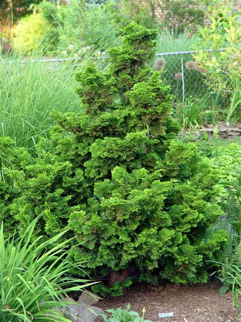 Dwarf Hinoki Cypress ‘nana Gracilis Garden Housecalls