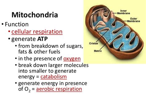 They are organelles that act like a digestive system which takes in nutrients, breaks them down, and creates energy rich molecules for the cell. Mitochondria