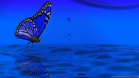 Blue Butterfly Wallpapers 76 Background Pictures