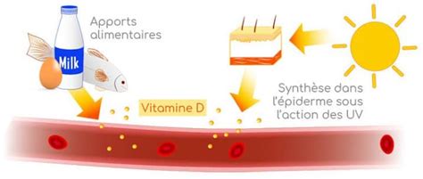 Vitamine D Caractéristiques Rôles Et Apports Nutrixeal Info