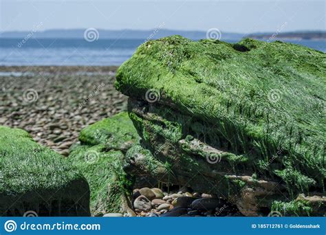 Budleigh Salterton Mother Off Cliff And Rock With Seaweeds Uk Stock Image Image Of Britain