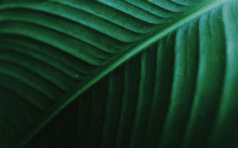 Download Wallpaper 3840x2400 Leaf Macro Veins Green Stripes Plant