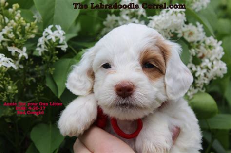 Many labradoodle puppies are being poorly bred, ( breeding Oshkosh labradoodle puppies, breeder of small, medium ...