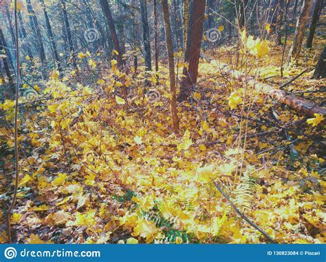 Bright Autumn Forest In The Sun Rays Stock Photo Image Of Outdoor
