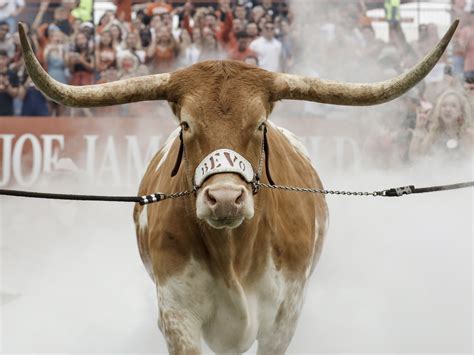 Video Texas Longhorns Mascot Charges Georgias Bulldog Ncpr News