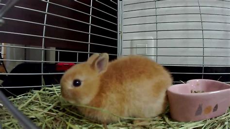 Cute Baby Bunny Rabbit Hop Hop Hoppingnetherland Dwarf